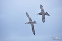 Dois Southern Royal Albatrosses nos céus de Prion Island, na Geórgia do Sul
